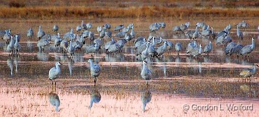 Roosting Pond_73748.jpg - Sandhill Cranes (Grus canadensis) photographed in the Bosque del Apache National Wildlife Refuge near San Antonio, New Mexico, USA.